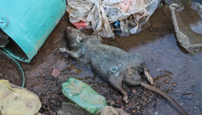 Rio Grande do Sul confirma 20ª morte por leptospirose após enchentes